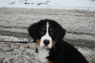 During the day, black and orange and white Bern mountain dog playing in the snow
